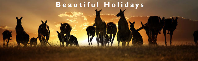 australian kangaroos at sunset