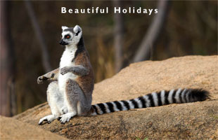 tourists enjoying an african safari holiday holiday