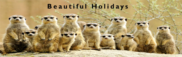 african safari holiday holidays