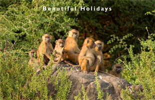 typical scenery of senegal