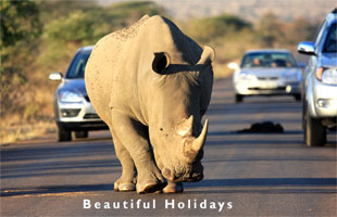 south african safari rural scene