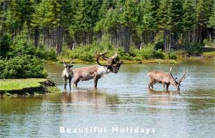 one of the popular alberta resorts