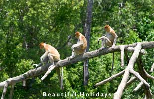 typical scenery of brunei