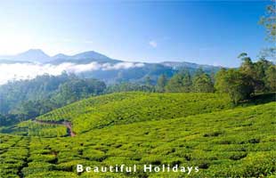 one of the popular kerala resorts