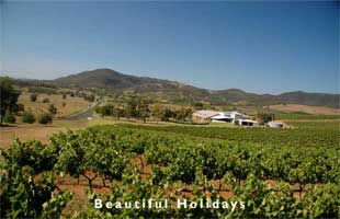 hunter valley vinyard scene