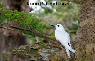 one of the popular norfolk island accommodations