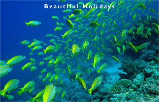 great barrier reef scene