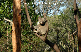 beautiful wildlife holidays