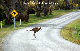 tourists enjoying an australia wildlife holiday