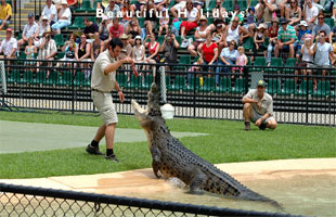 picture of wildlife in Australia