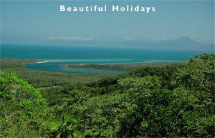 scene from the daintree rainforest australia