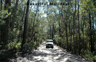 scene from fraser island australia