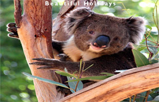 picture of adelaide hills south australia