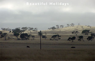 vinyard in barossa valley