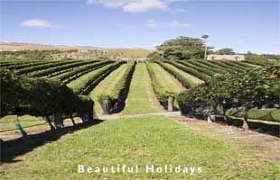 picture of hawkes bay travel scene