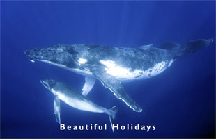 humpback whale and calf in the lagoon of Vavaur