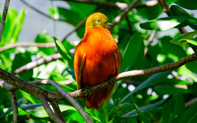 the orange dove - inspiration for our brand colours