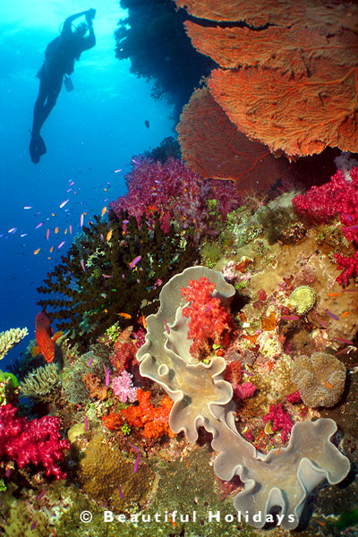 scuba diving coral reef in the solomon islands