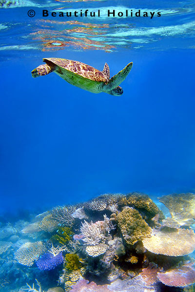 sea turtle and coral reef in tuamotu