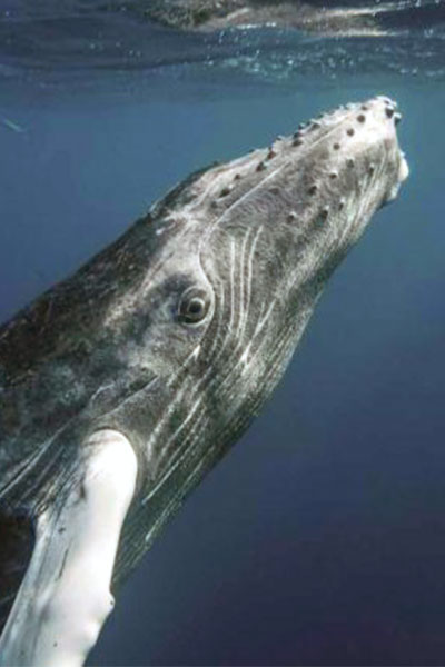 humpback whale in tonga