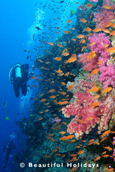 coral reefs off espiritu santo