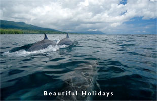 dolphins in the solomons